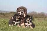 DOGUE DU TIBET 466